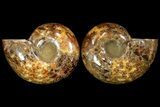 Honey-Orange Ammonite (Argonauticeras) - Befandriana, Madagascar #113119-2